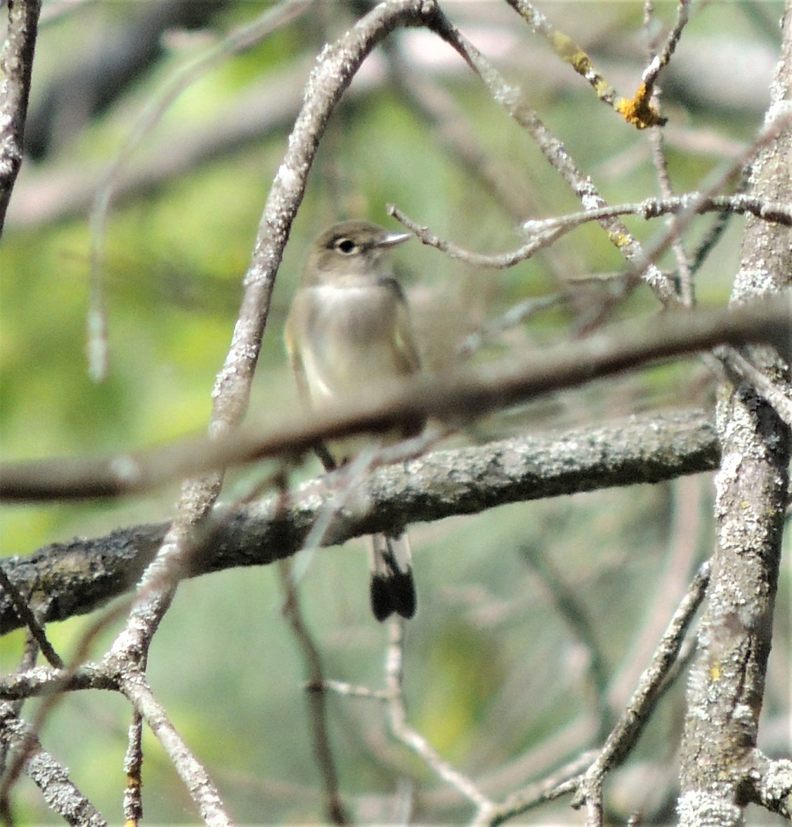 Least Flycatcher - ML340224141