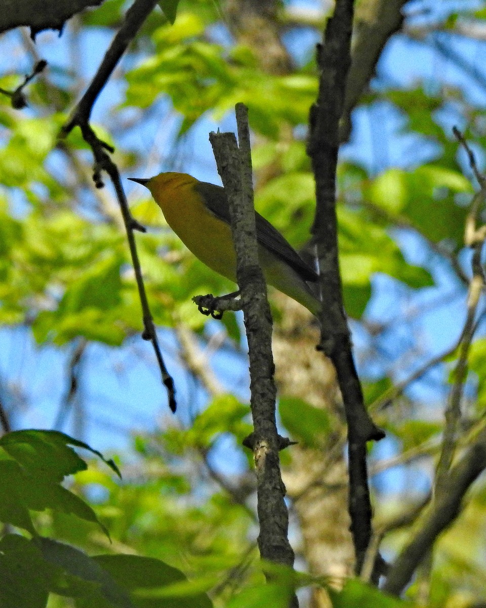 Prothonotary Warbler - ML340225021