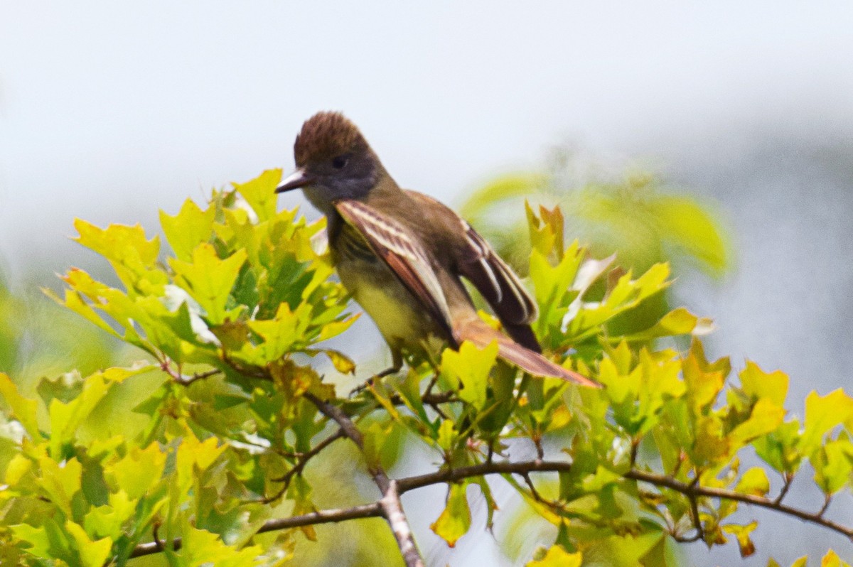 Great Crested Flycatcher - ML340225071