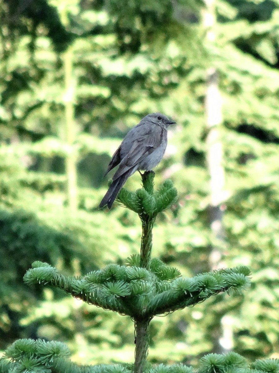 Townsend's Solitaire - Thomas Koffel