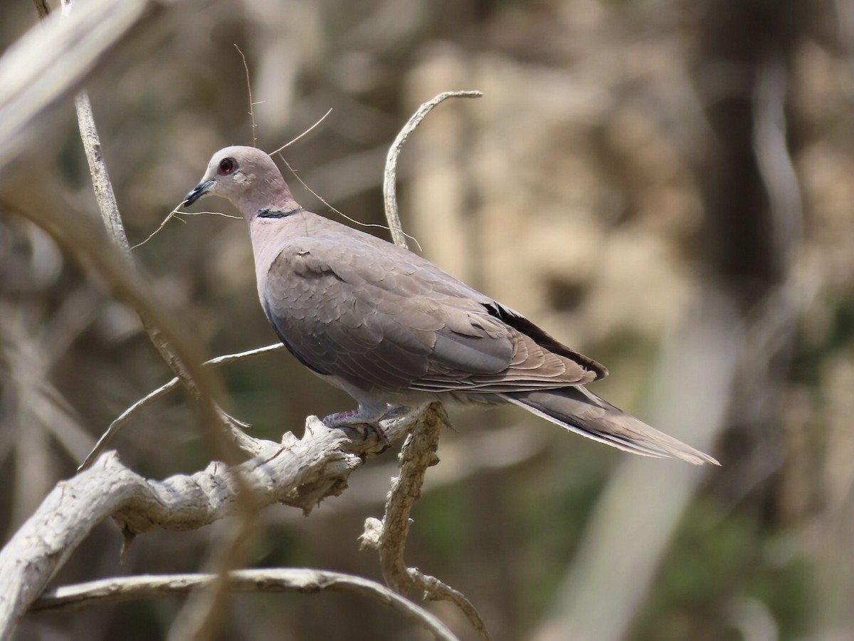 Red-eyed Dove - Gregory Askew | Saudi Birding