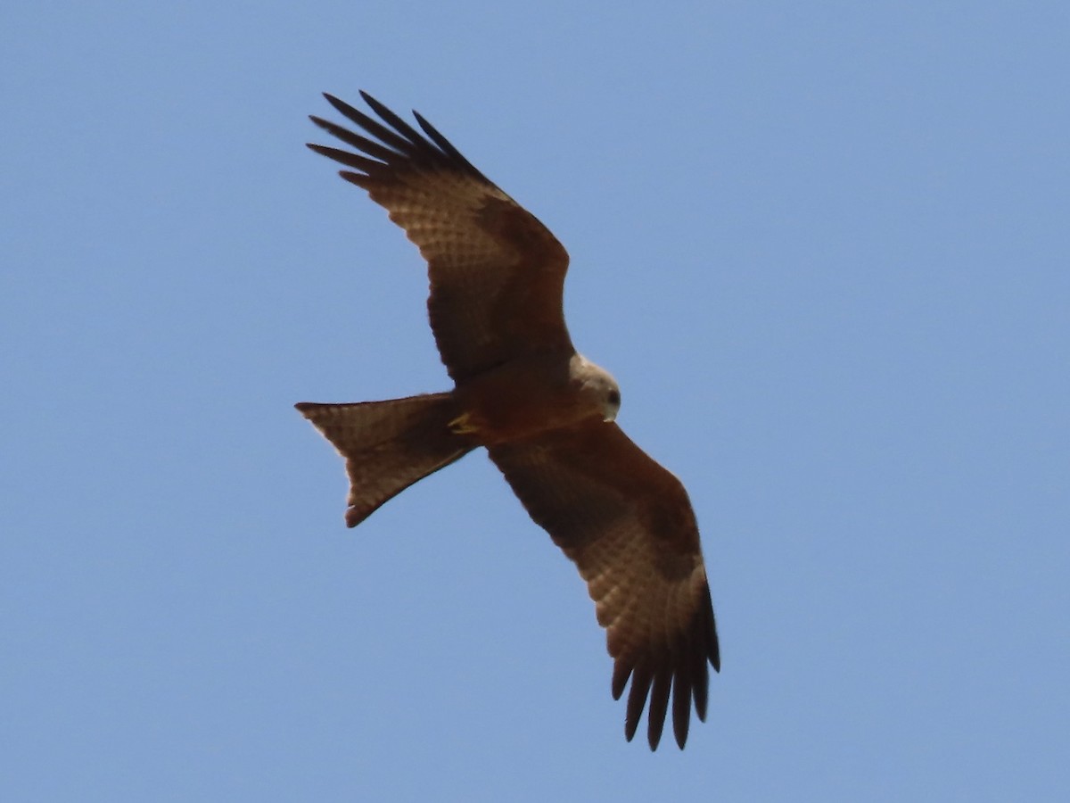 Black Kite (Yellow-billed) - ML340226001