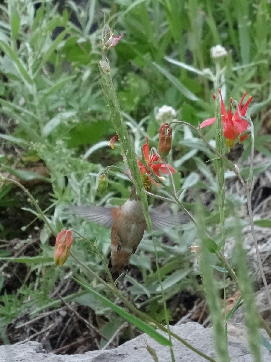 Rufous Hummingbird - Thomas Koffel