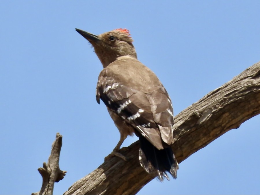 Arabian Woodpecker - ML340226671