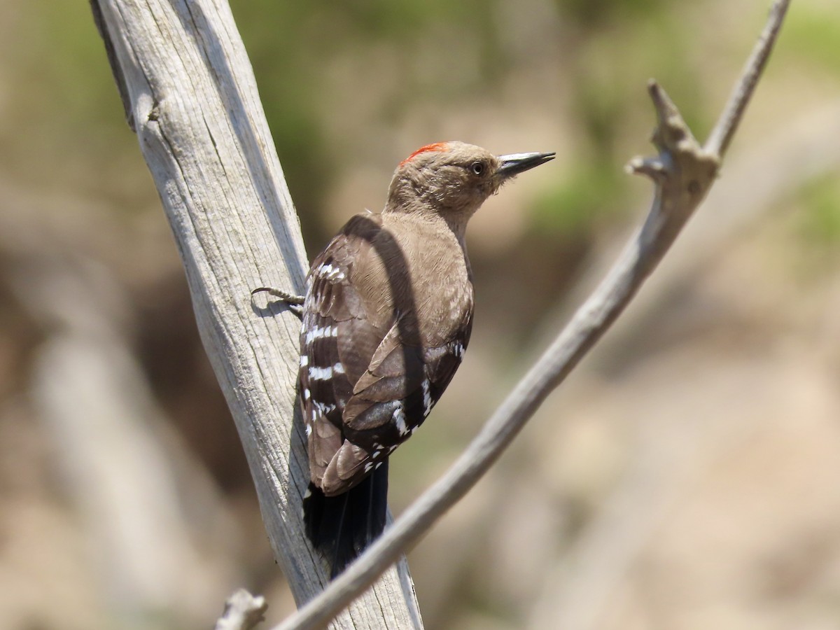 Arabian Woodpecker - ML340226701