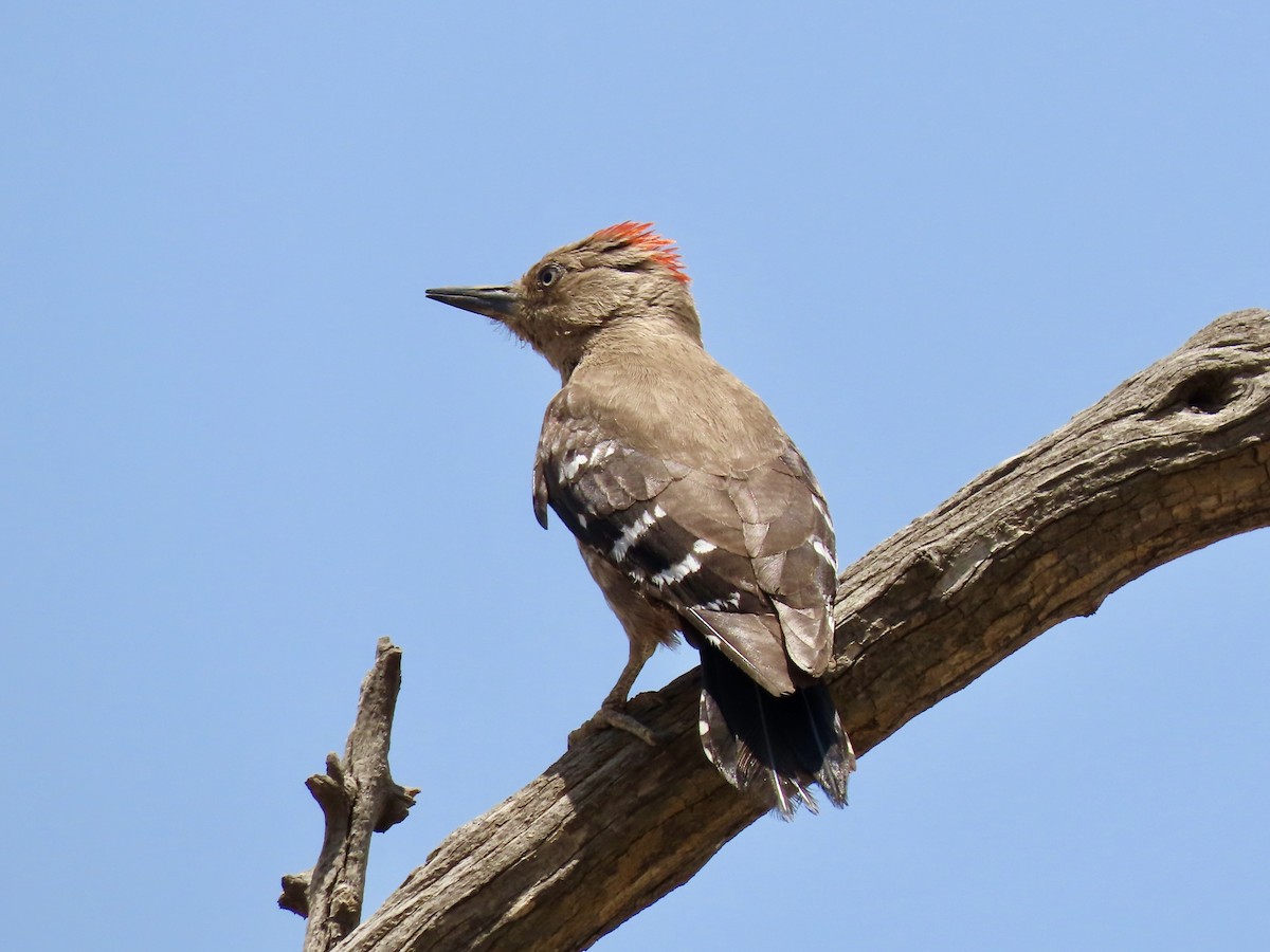 Arabian Woodpecker - ML340226761