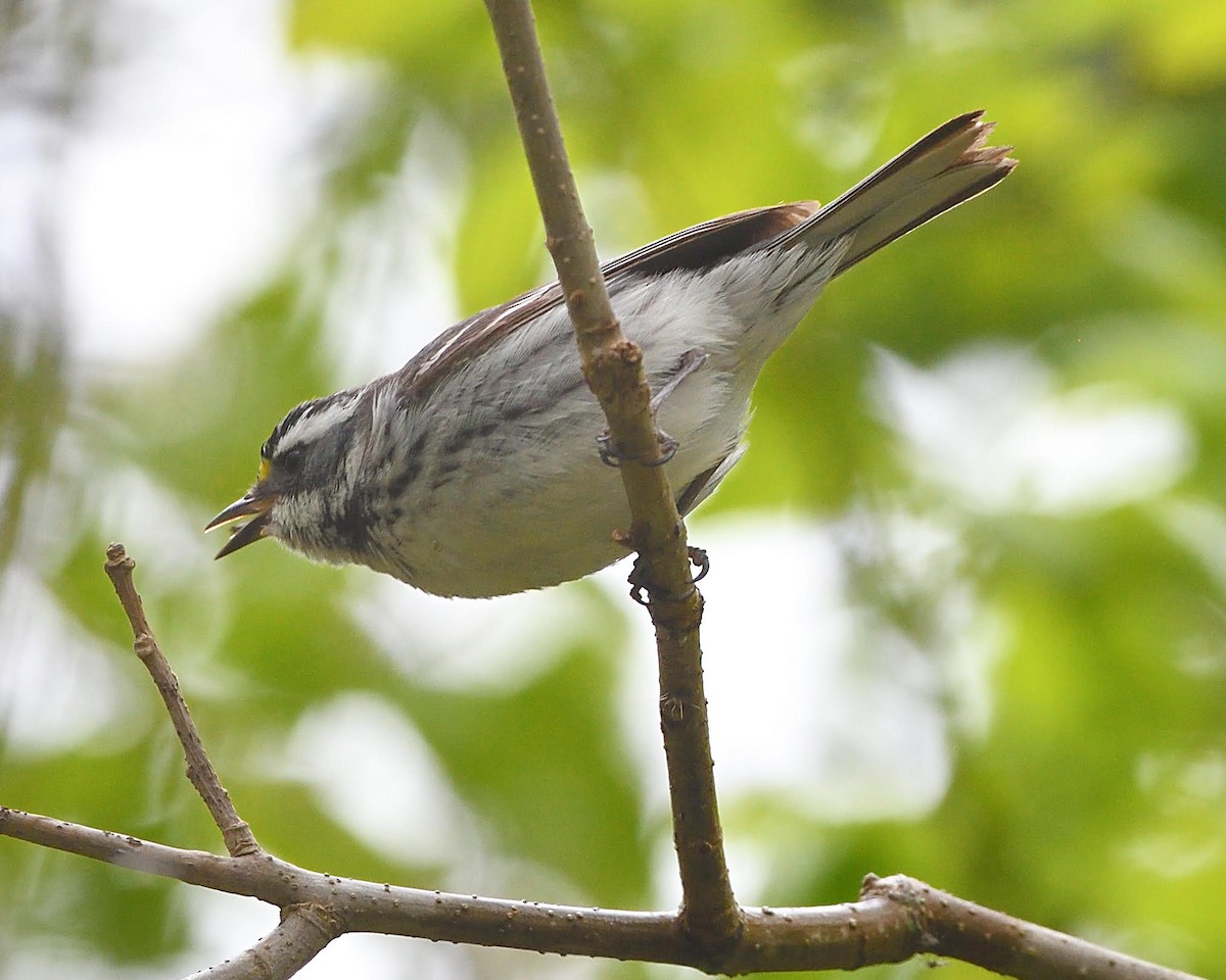 Black-throated Gray Warbler - ML340226801