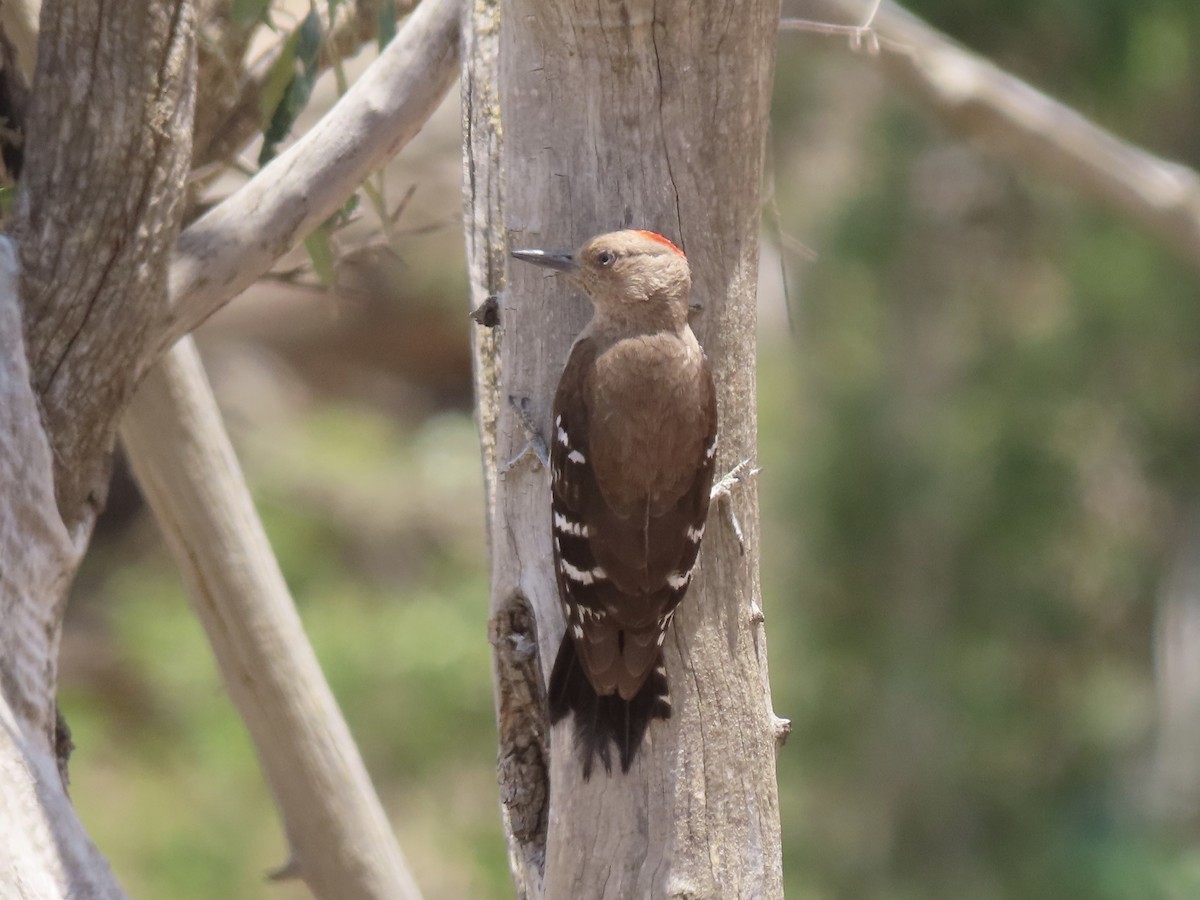 Arabian Woodpecker - ML340226841