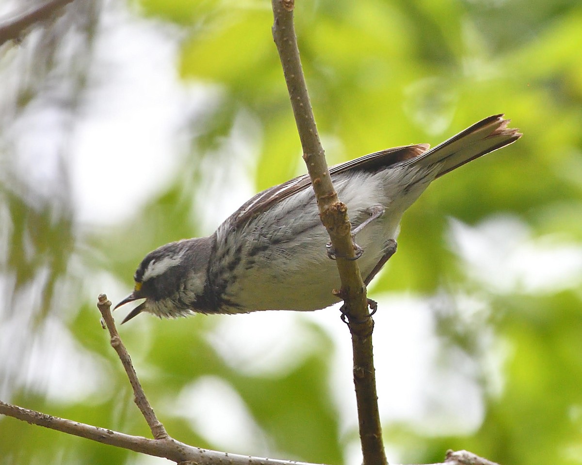 Black-throated Gray Warbler - ML340226851