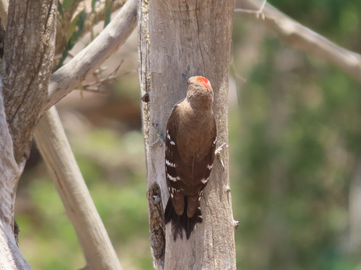 Arabian Woodpecker - ML340226871