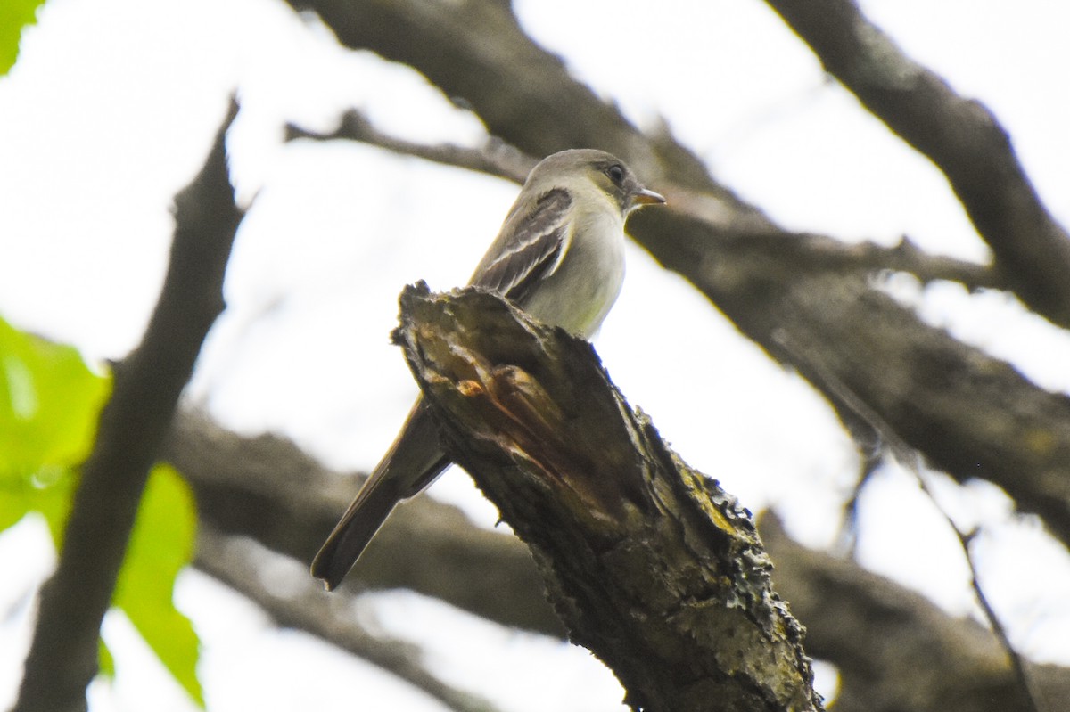 Eastern Wood-Pewee - Haley Gottardo