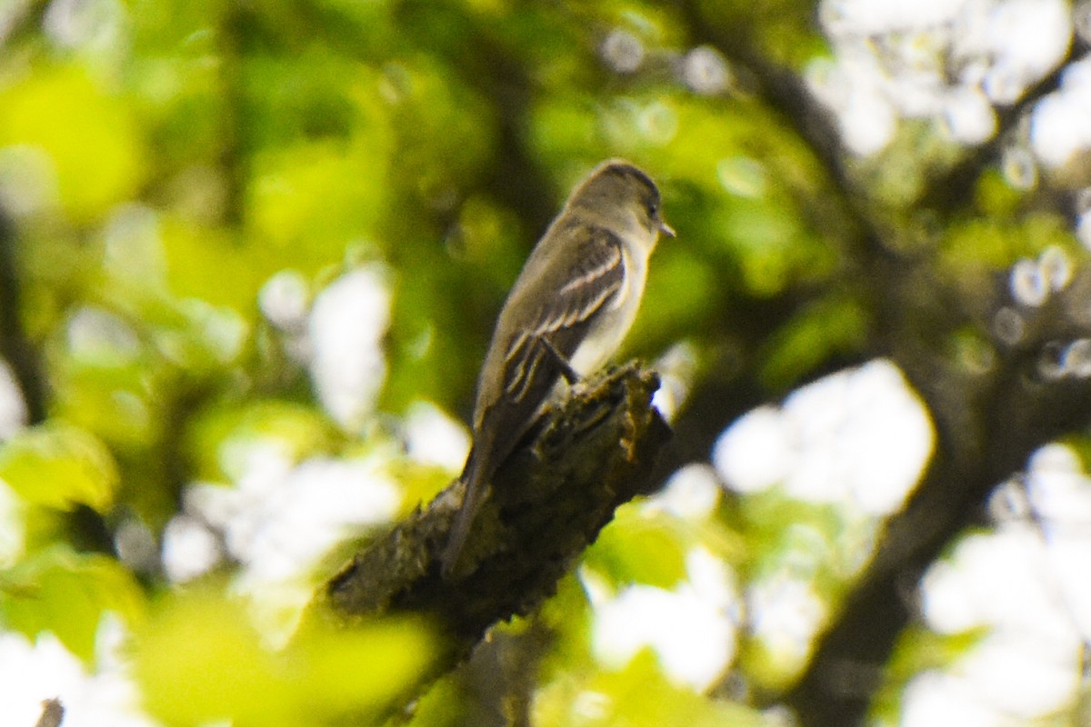 Eastern Wood-Pewee - Haley Gottardo