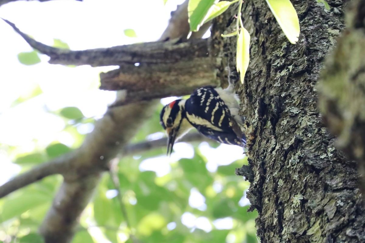 Hairy Woodpecker - ML340227181