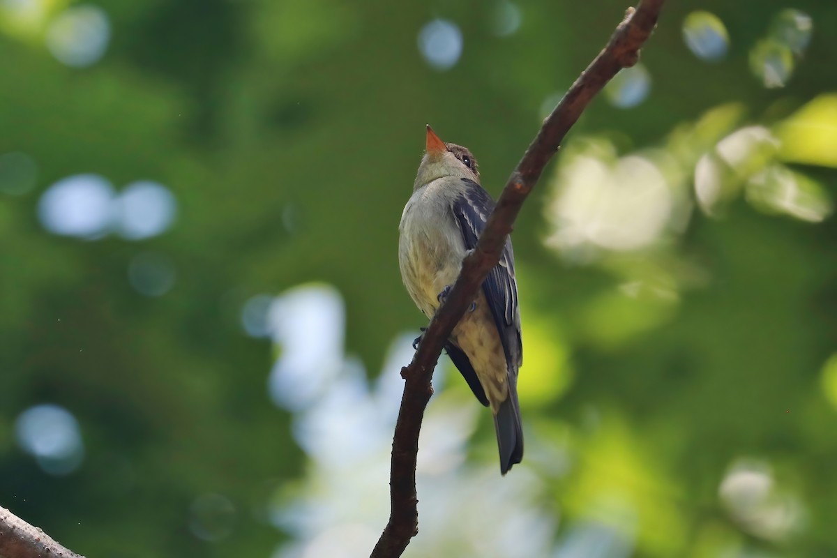 Eastern Wood-Pewee - ML340227211