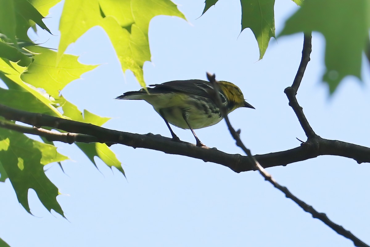 Black-throated Green Warbler - ML340227401