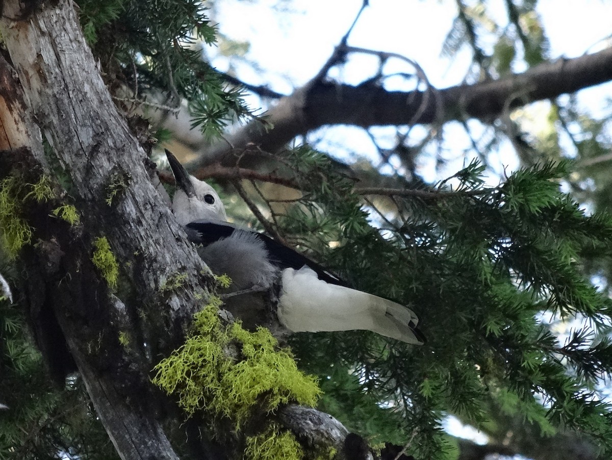 Clark's Nutcracker - Thomas Koffel