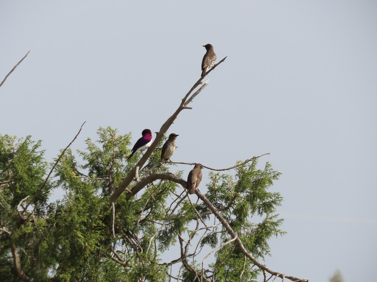 Violet-backed Starling - ML340227971