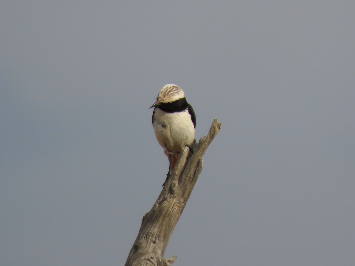 Arabian Wheatear - ML340228161