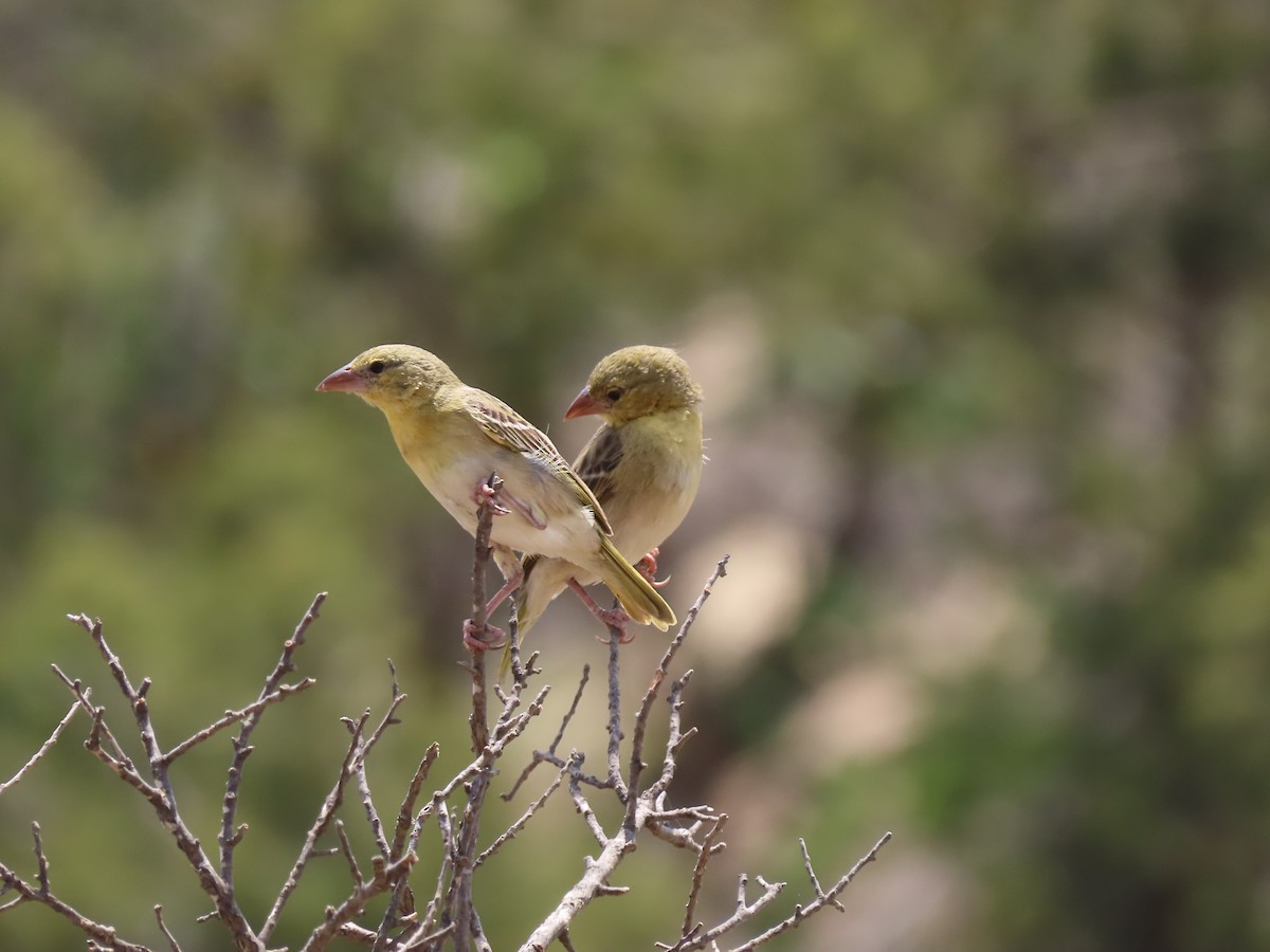 Rüppell's Weaver - ML340228341