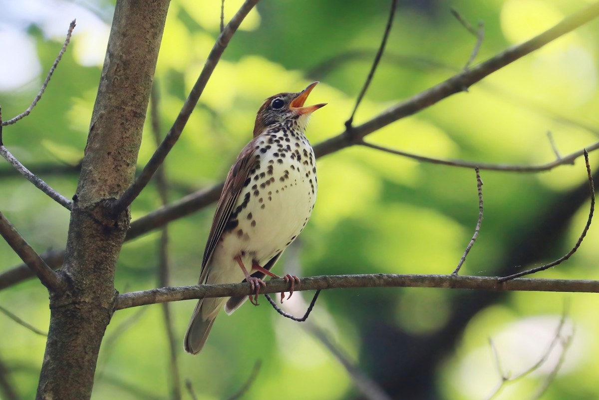 Wood Thrush - ML340228351