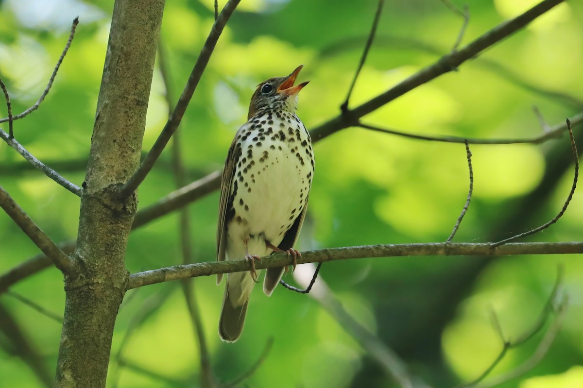 Wood Thrush - ML340228361