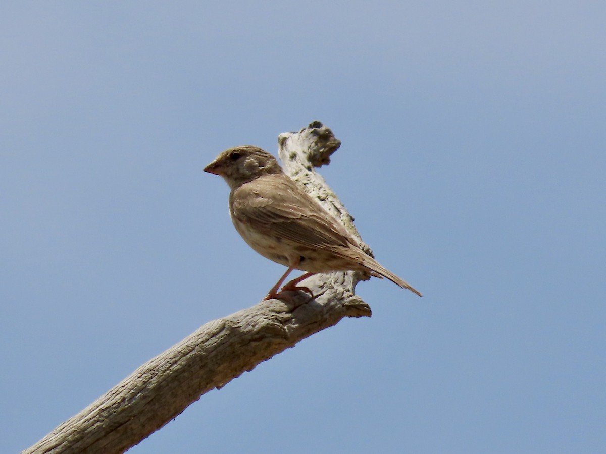 Serin du Yémen - ML340228481