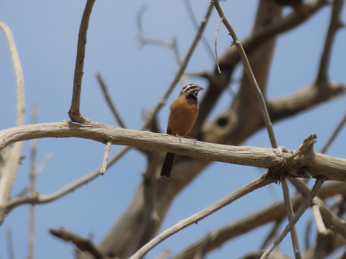 Cinnamon-breasted Bunting - Gregory Askew