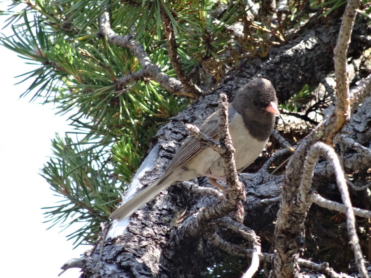 Junco ardoisé (groupe oreganus) - ML34022901