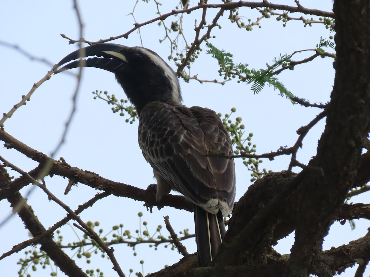 African Gray Hornbill - ML340229391