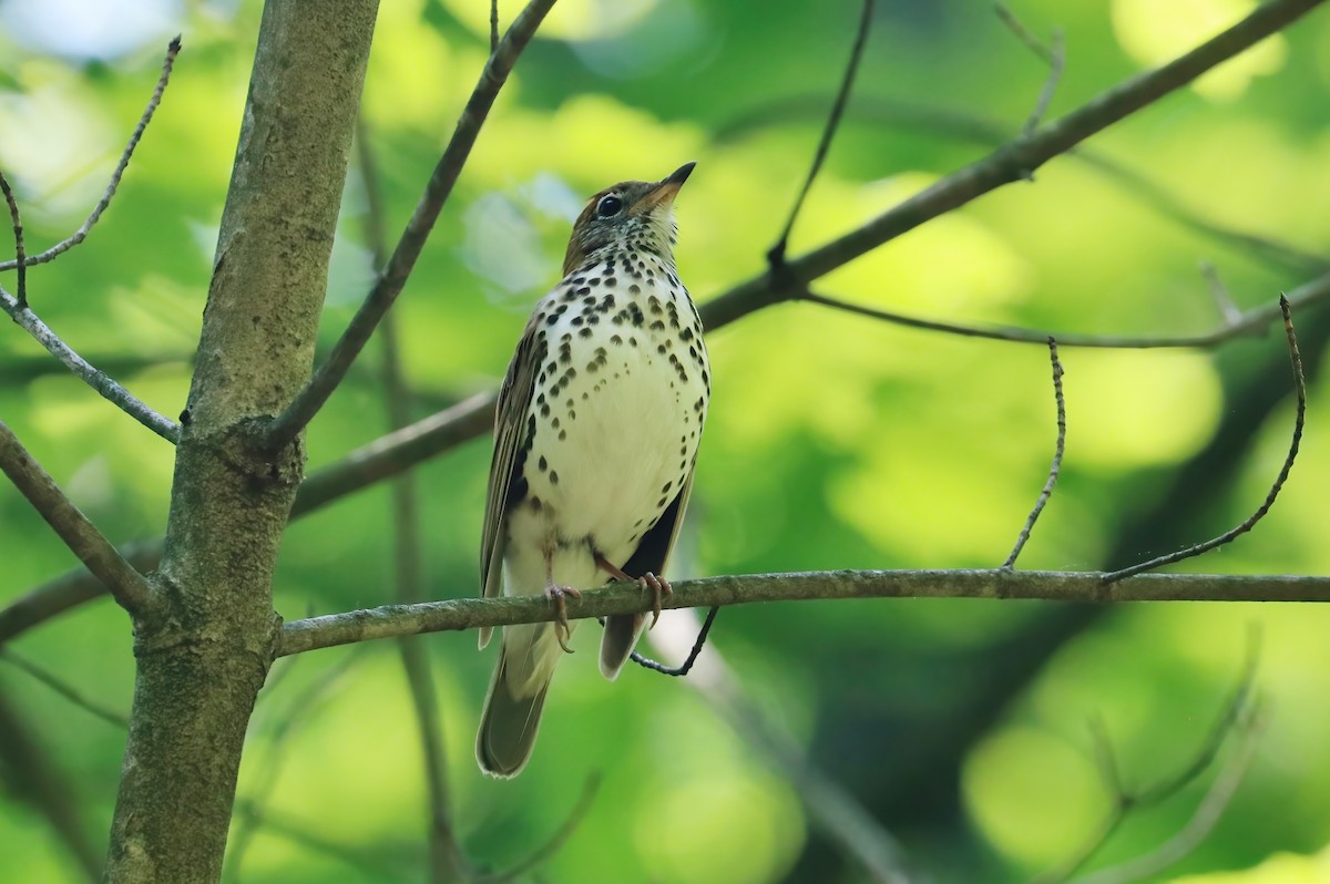 Wood Thrush - ML340229831