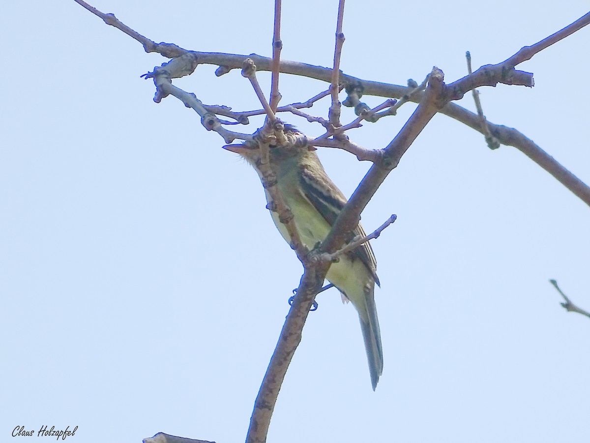 Yellow-bellied Flycatcher - ML340230501