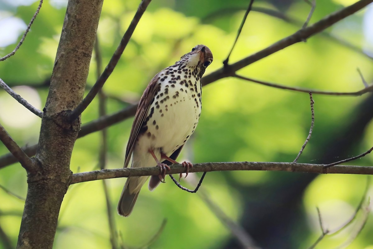 Wood Thrush - ML340230531