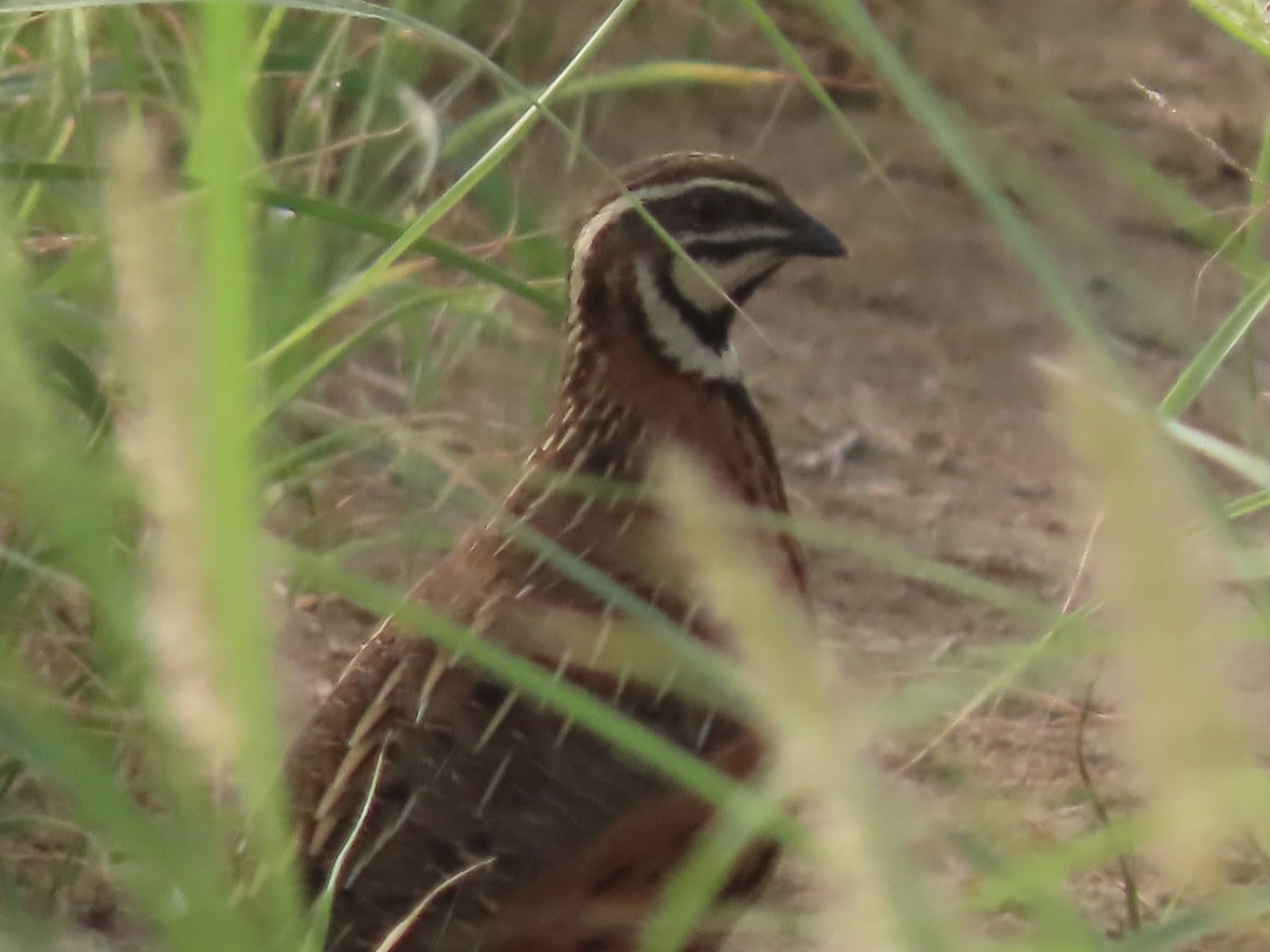 Harlequin Quail - Gregory Askew | Saudi Birding