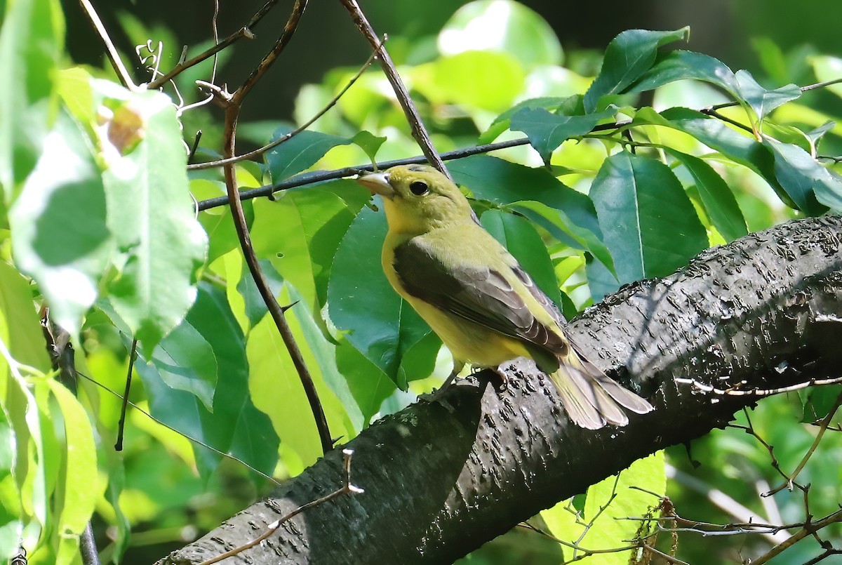 アカフウキンチョウ - ML340230861