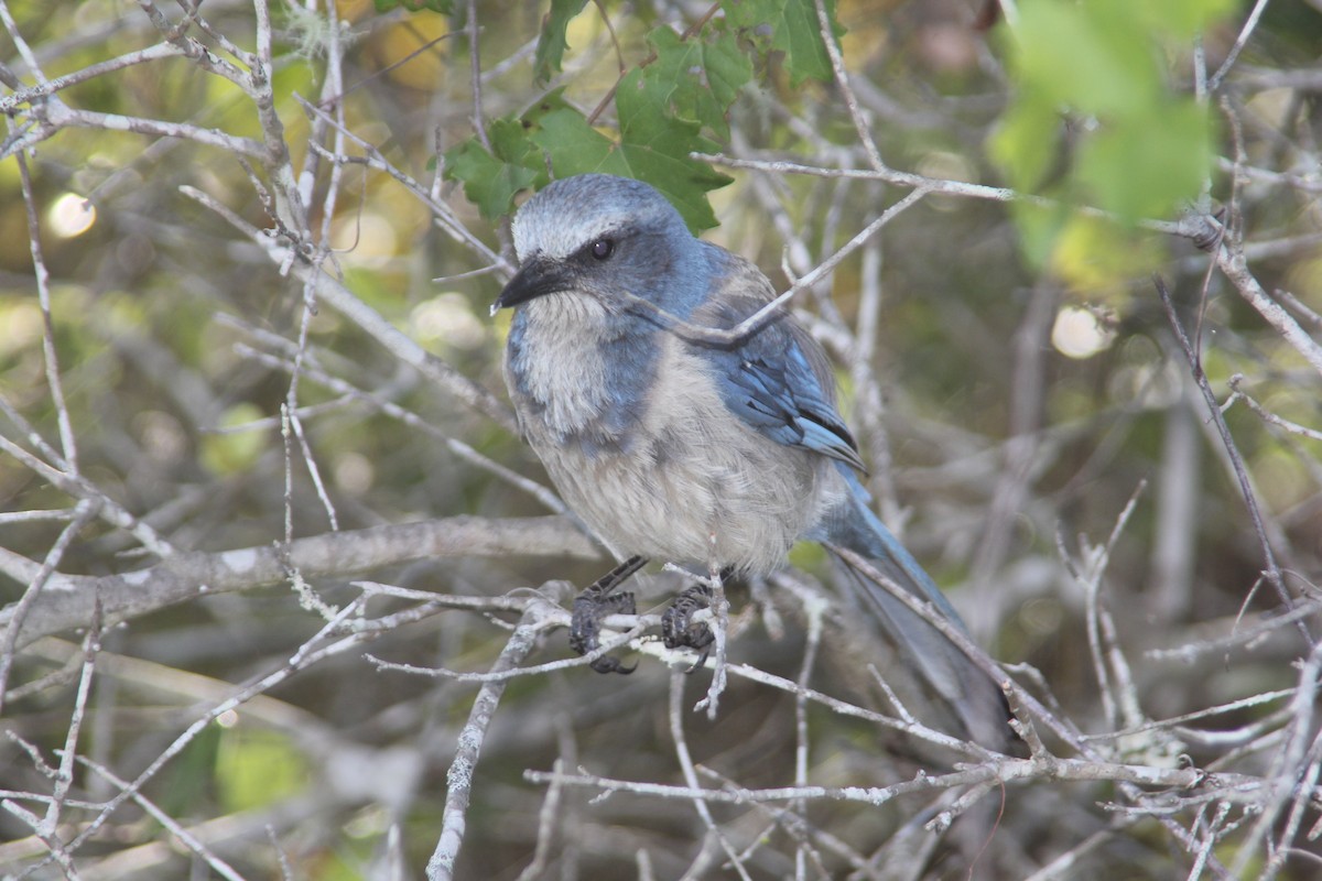 Florida Scrub-Jay - Robert Repenning