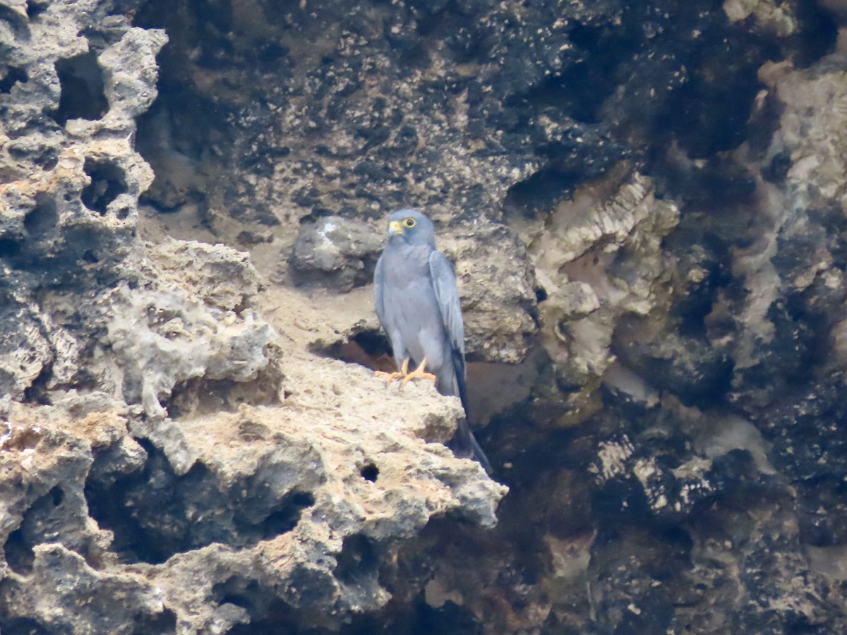 Sooty Falcon - Gregory Askew | Saudi Birding