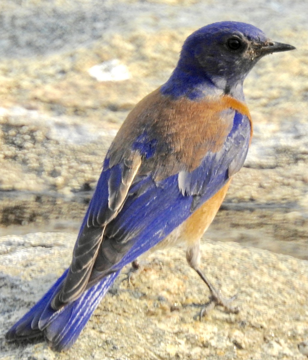 Mountain Bluebird - ML340236201