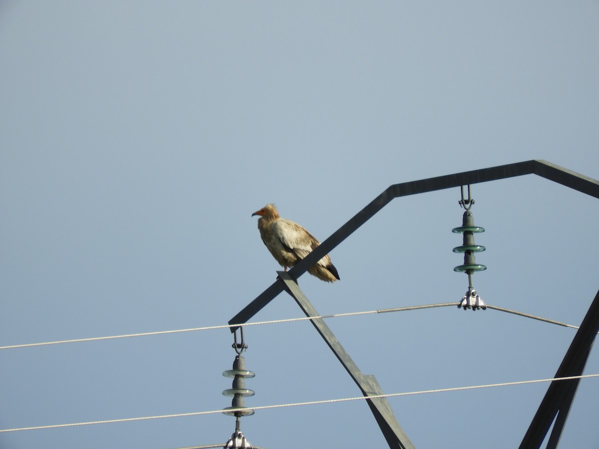 Egyptian Vulture - ML340237301