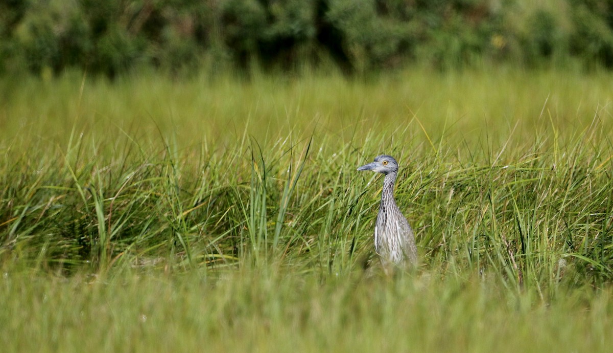 Yellow-crowned Night Heron - ML34023931