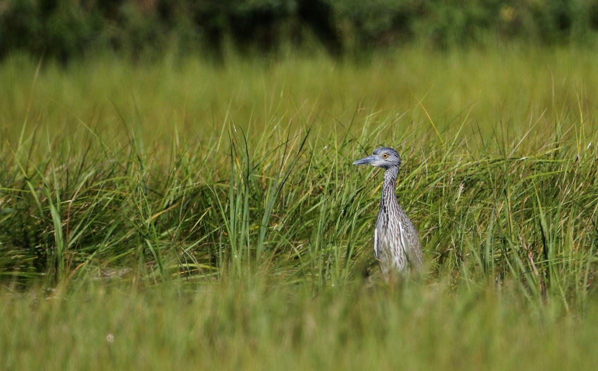 Yellow-crowned Night Heron - ML34023981