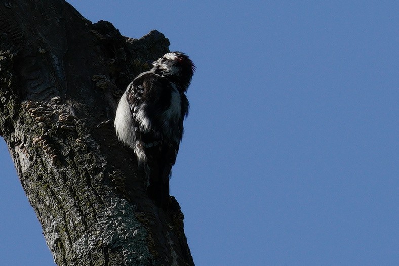 Hairy Woodpecker - Amelie Lavenant-Wink