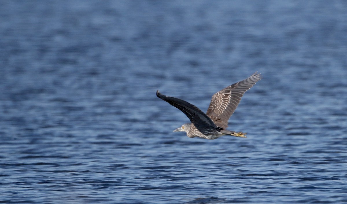 Yellow-crowned Night Heron - ML34024011