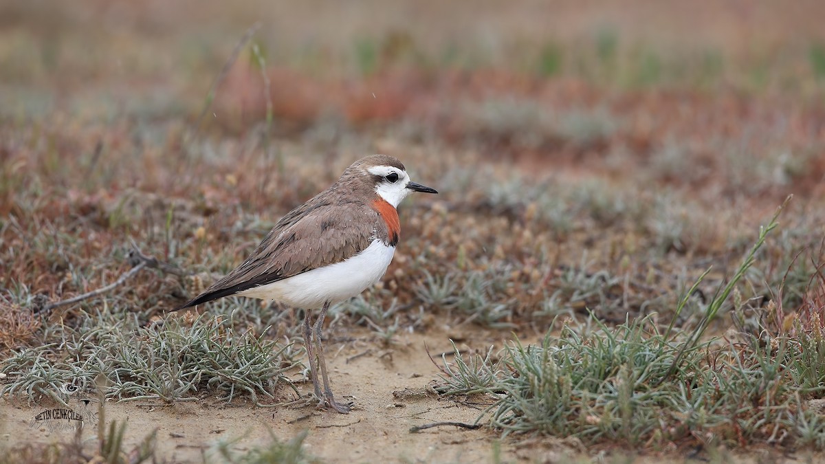 Caspian Plover - ML340241031