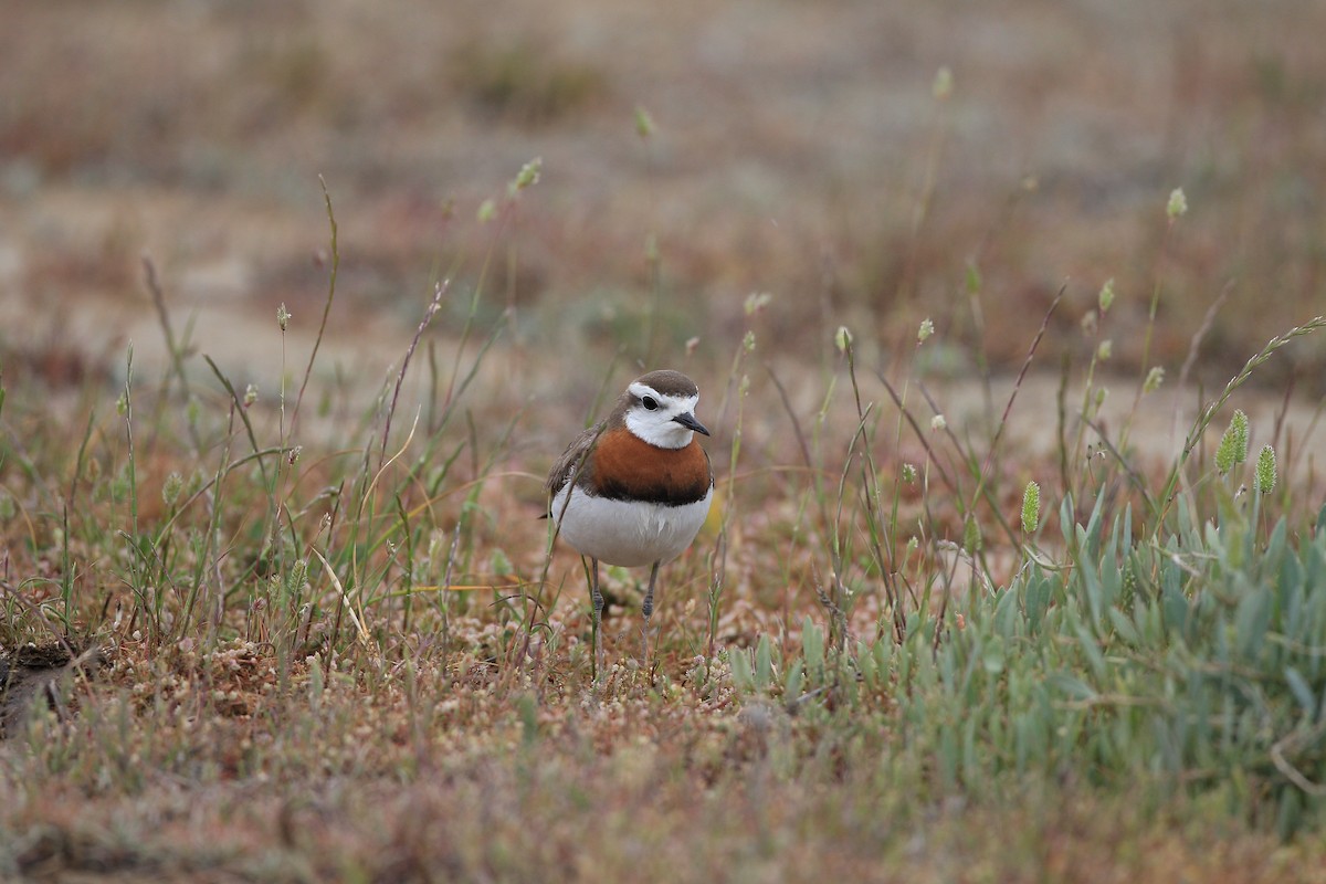 Caspian Plover - ML340242411