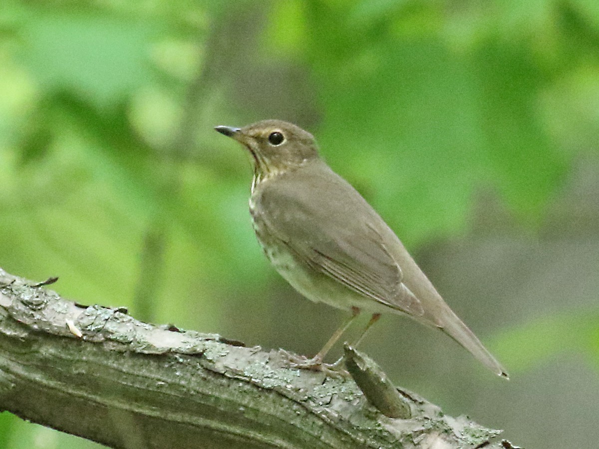 Swainson's Thrush - ML340243281