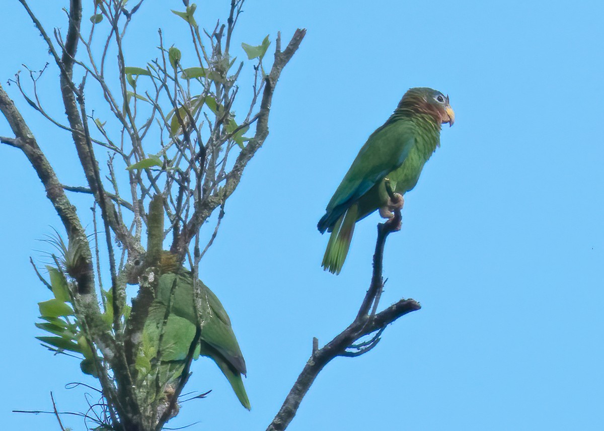 Yellow-billed Parrot - ML340243661