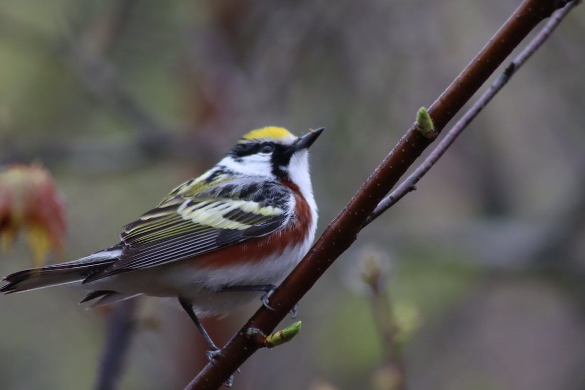 Chestnut-sided Warbler - Kerry Lee Morris-Cormier