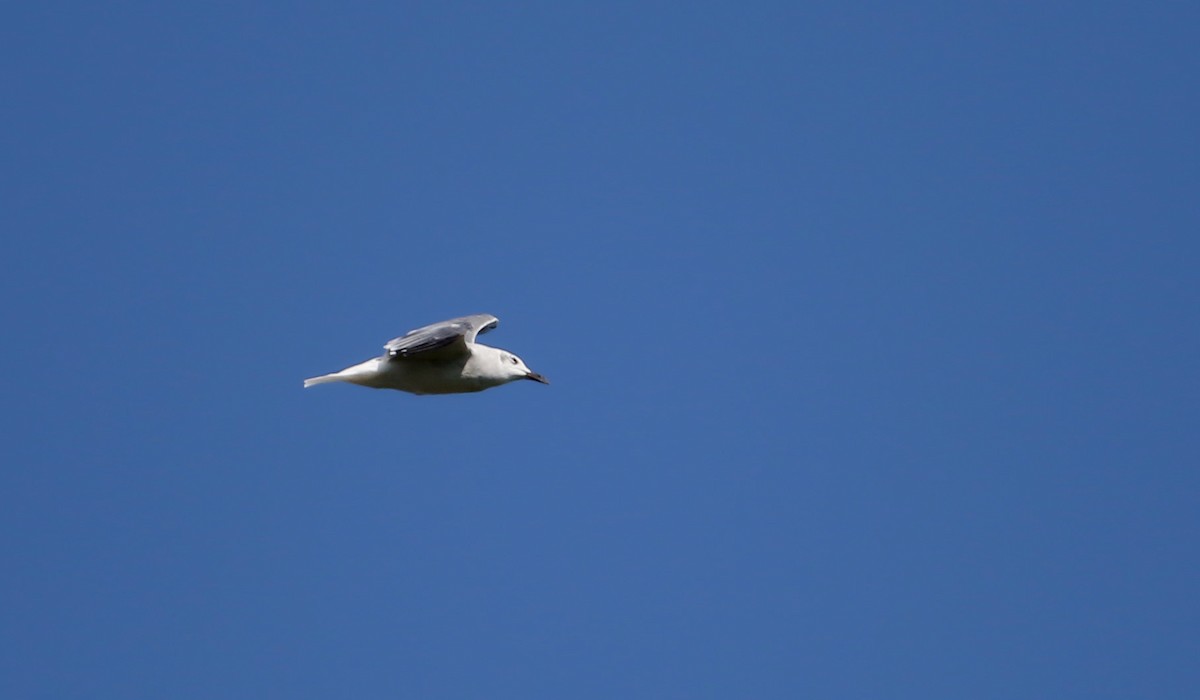 Laughing Gull - ML34024451