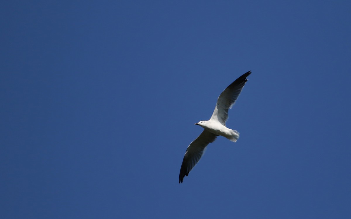 Laughing Gull - ML34024471