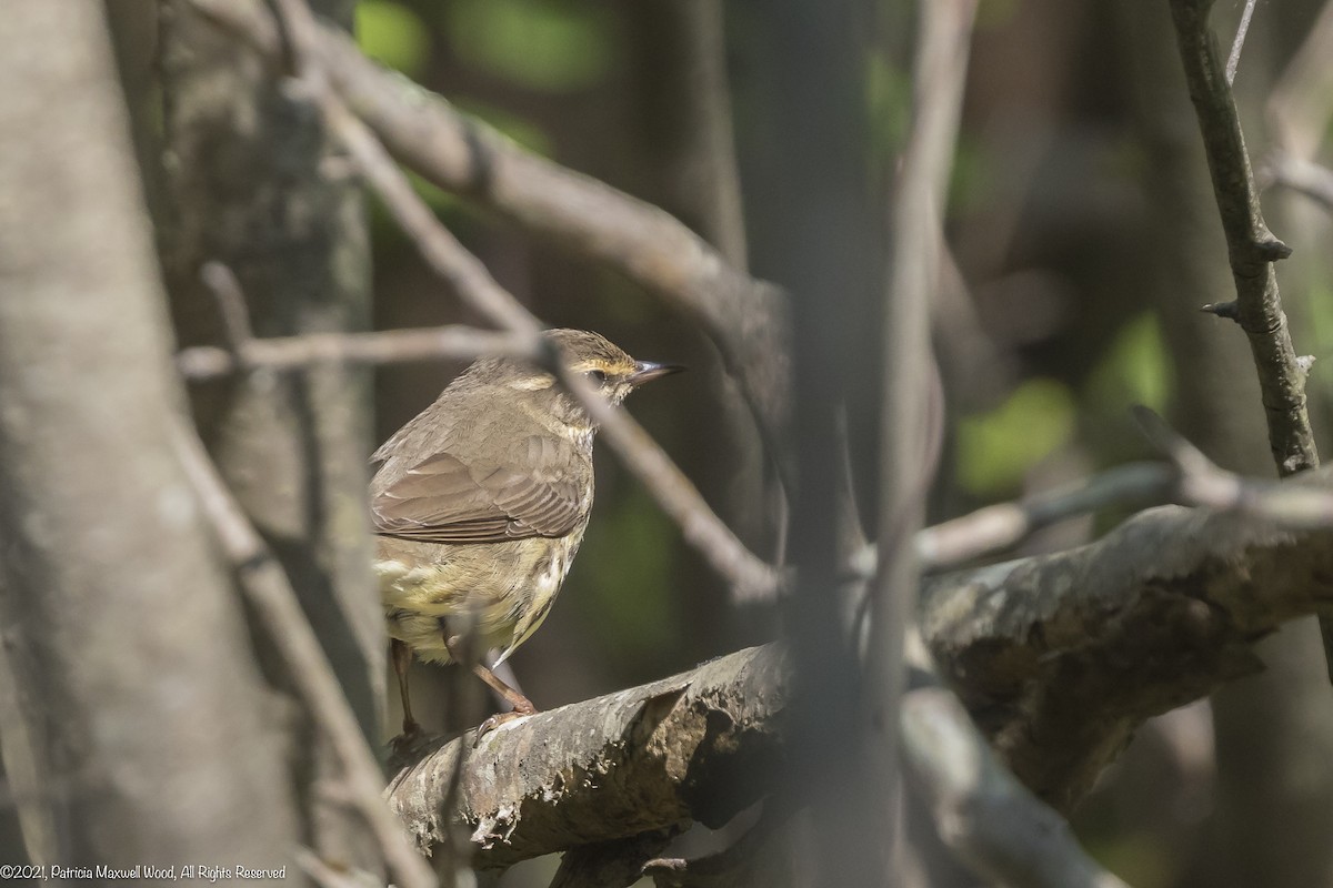 Northern Waterthrush - ML340244811